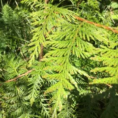 western redcedar thumbnail 3