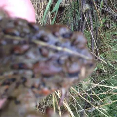 Western Toad thumbnail 1