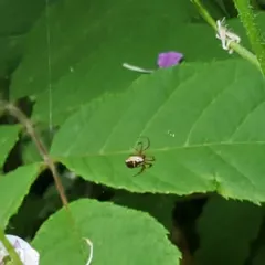 Tuft-legged Orbweaver thumbnail 2