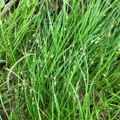 New England sedge thumbnail 2
