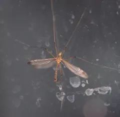 Tipula apicalis thumbnail 2