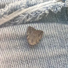 Three-lined Balsa Moth thumbnail 1