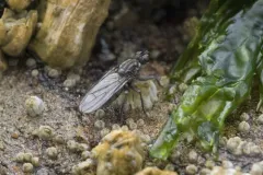 Scathophaga dasythrix thumbnail 3