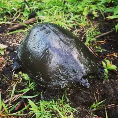 Eastern Musk Turtle thumbnail 3