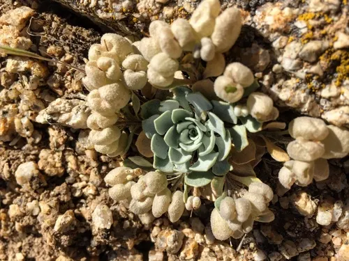 Devils Gate Twinpod