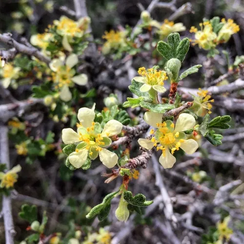 Antelope Bitterbrush