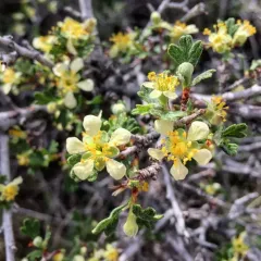 Antelope Bitterbrush thumbnail 1