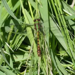 Rusty Snaketail thumbnail 2