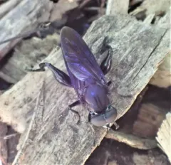 Violet Leafwalker thumbnail 2