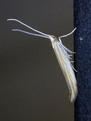 Coleophora mcdunnoughiella