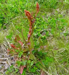 Common Sorrel thumbnail 4
