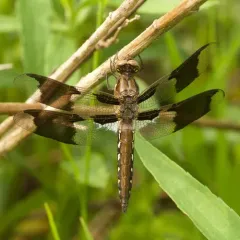 Common Whitetail thumbnail 2