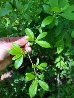 Smooth Winterberry thumbnail 4