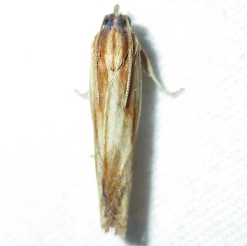 Eucosma radiatana