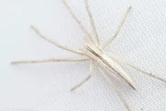 Tibellus asiaticus thumbnail 1