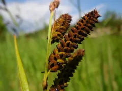 Columbian sedge thumbnail 2