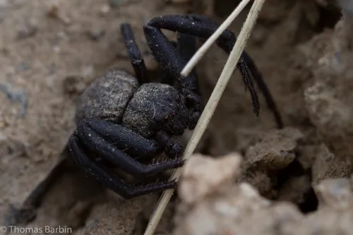 Spiracme nigromaculata