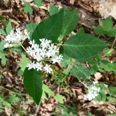 four-leaved milkweed thumbnail 2