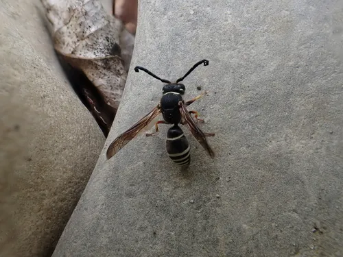 Odynerus dilectus