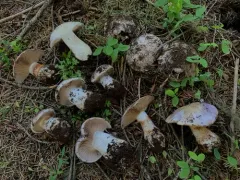 Phlegmacium citriolens thumbnail 2
