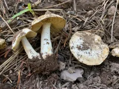 Pseudosperma niveivelatum thumbnail 2