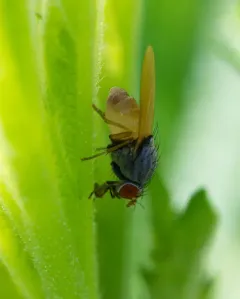 Minettia lupulina thumbnail 1