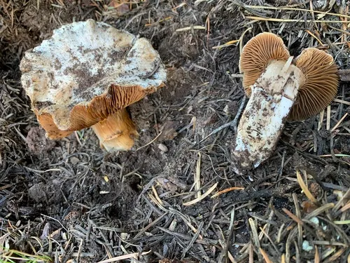 Cortinarius truckeensis