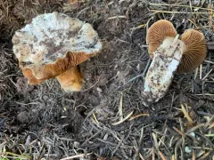 Cortinarius truckeensis thumbnail 1