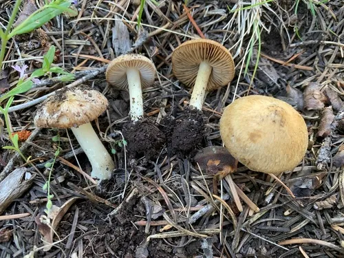 Inocybe chelanensis
