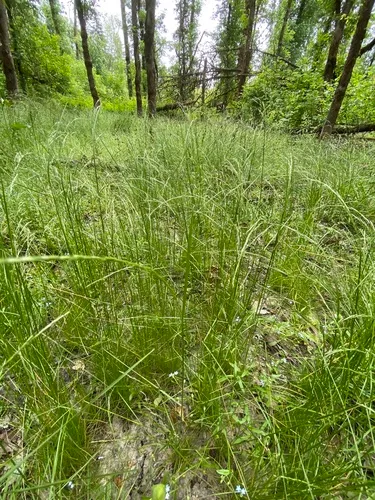 slender hairgrass