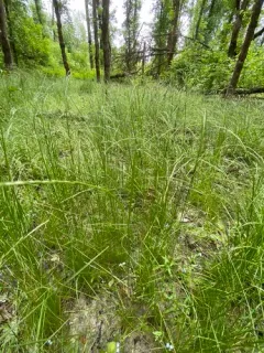slender hairgrass thumbnail 1