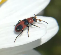 Four-spotted Collops thumbnail 2