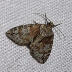 Hydriomena exculpata thumbnail 4