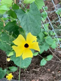 Black-eyed Susan vine thumbnail 4