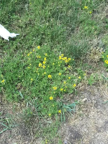 Bitterweed