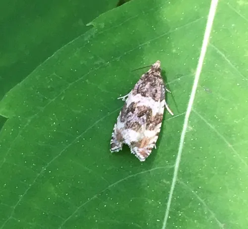 Dusky Leafroller Moth