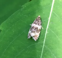 Dusky Leafroller Moth thumbnail 1