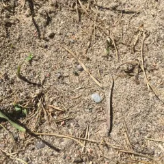 Oxybelus bipunctatus thumbnail 4