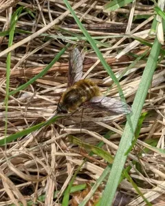 Bombylius mexicanus thumbnail 3