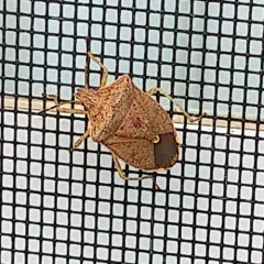 Brown Stink Bug thumbnail 2