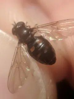 Four-spotted Pipiza thumbnail 2