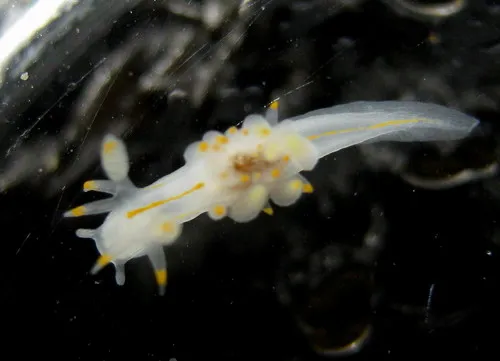 Ancula pacifica