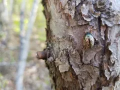 Calligrapha vicina thumbnail 1