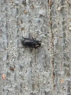 Blapstinus metallicus thumbnail 2