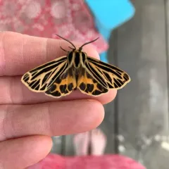 Little Virgin Tiger Moth thumbnail 4