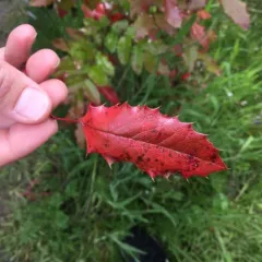 Oregon grape thumbnail 4