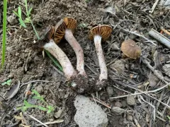 spring webcap thumbnail 1