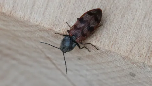 Pseudanostirus nebraskensis