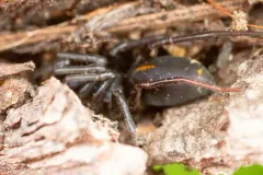 Prairie Ant-mimic Sac Spider thumbnail 4