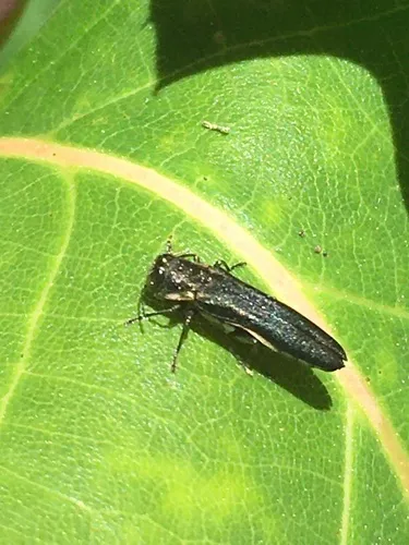 Agrilus carpini